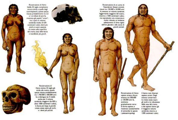 Homo erectus caratteristiche fisiche e culturali